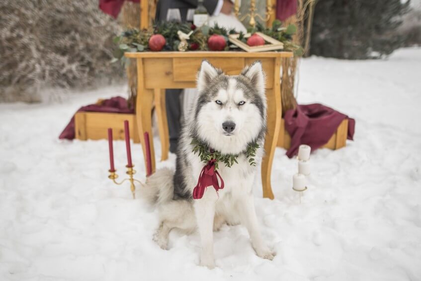 Husky s květinovým doplňkem na zimní svatbě.